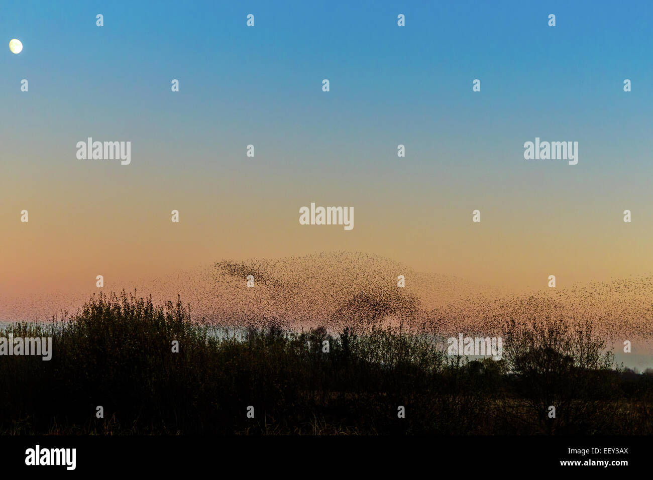 Starling gathering to roost in the reeds at the somerset levels. Stock Photo