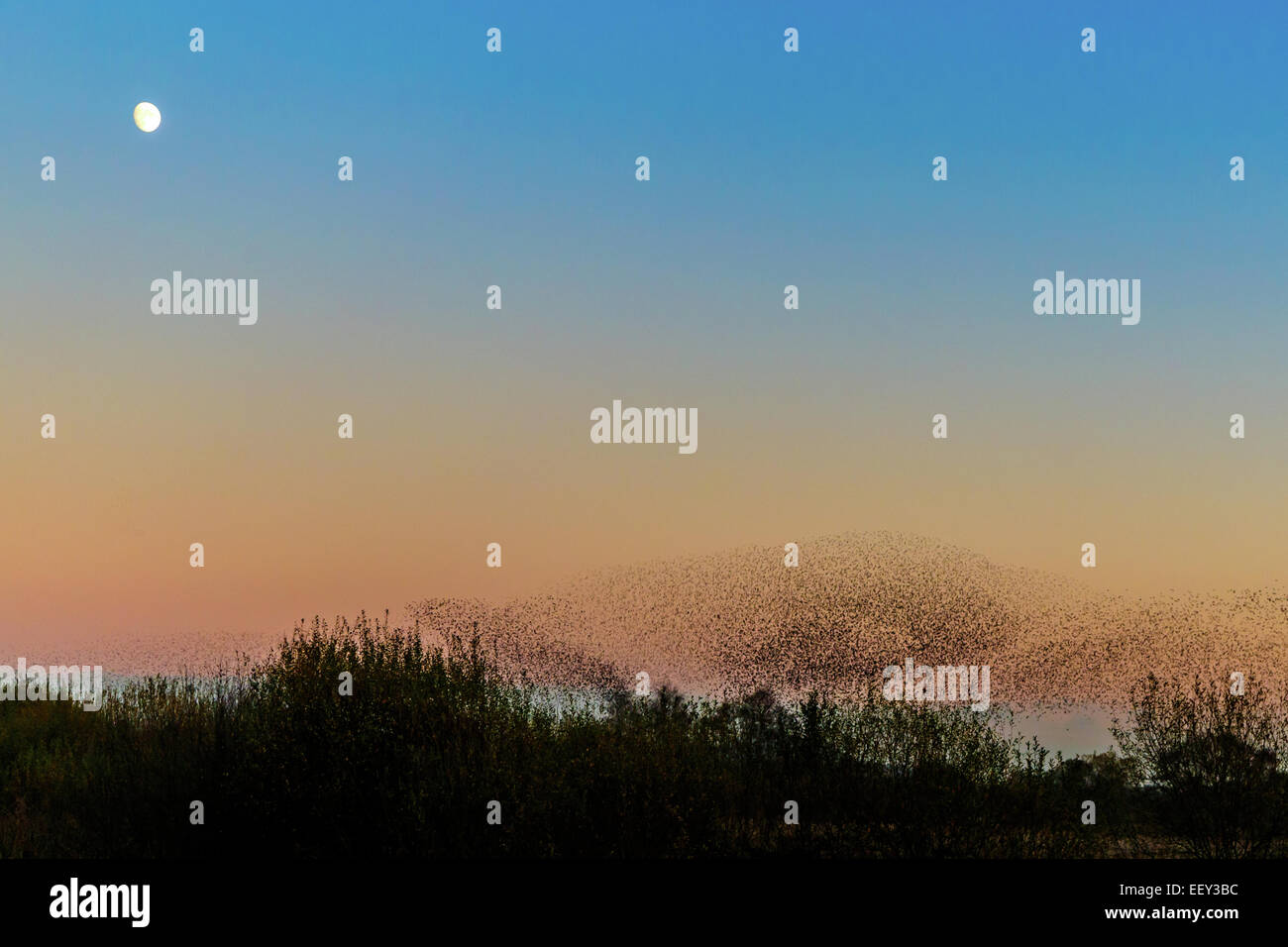 Starling gathering to roost in the reeds at the somerset levels. Stock Photo