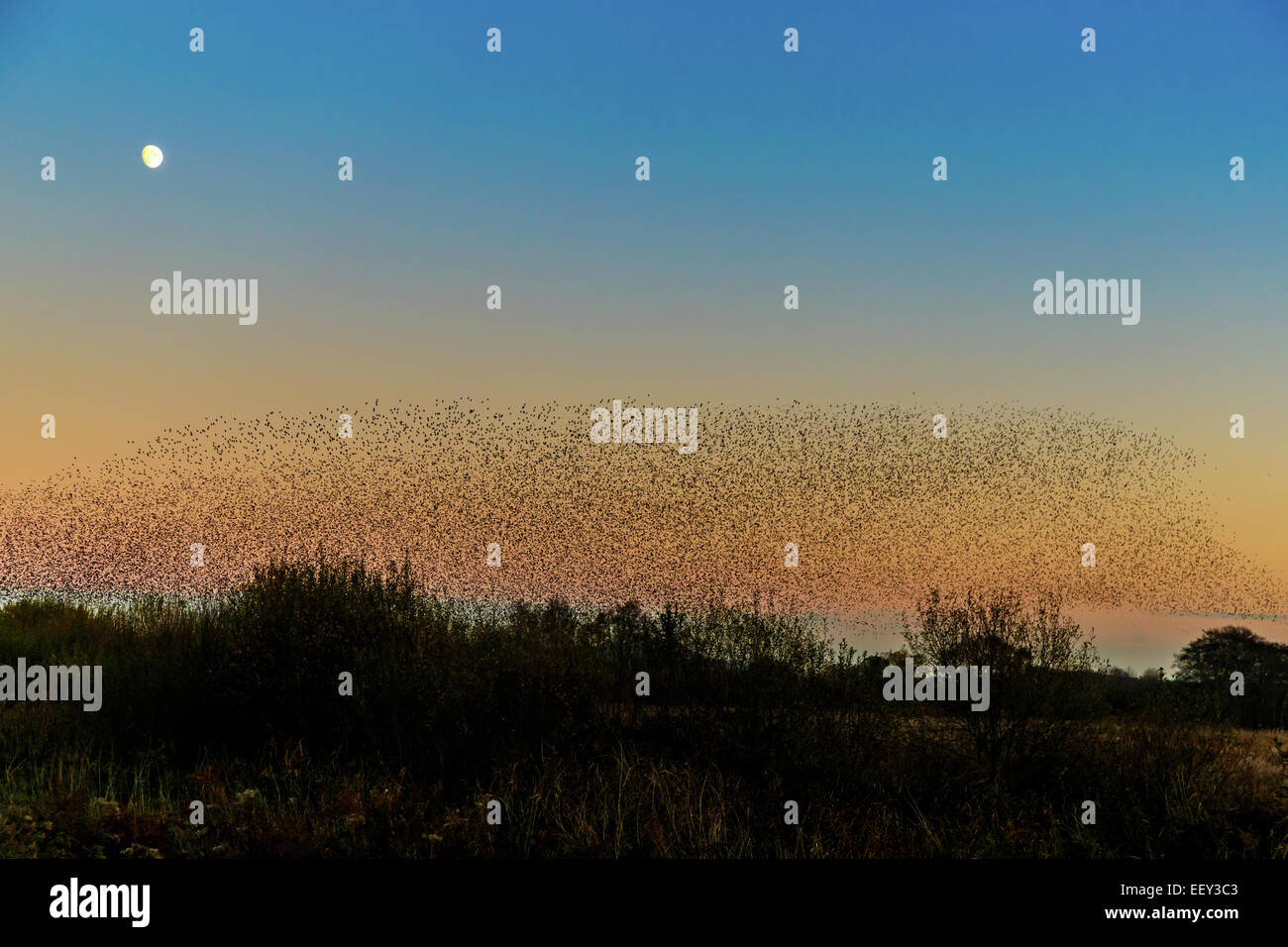 Starling gathering to roost in the reeds at the somerset levels. Stock Photo