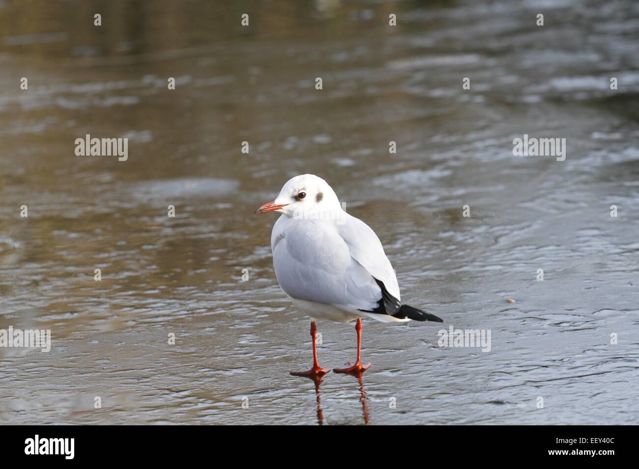 London, UK. 23rd January, 2015. With the continued cold weather, the lake at St.James park, London has partially frozen over.  A black headed gull sits on the ice. Credit:  Ed Brown/Alamy Live News Stock Photo