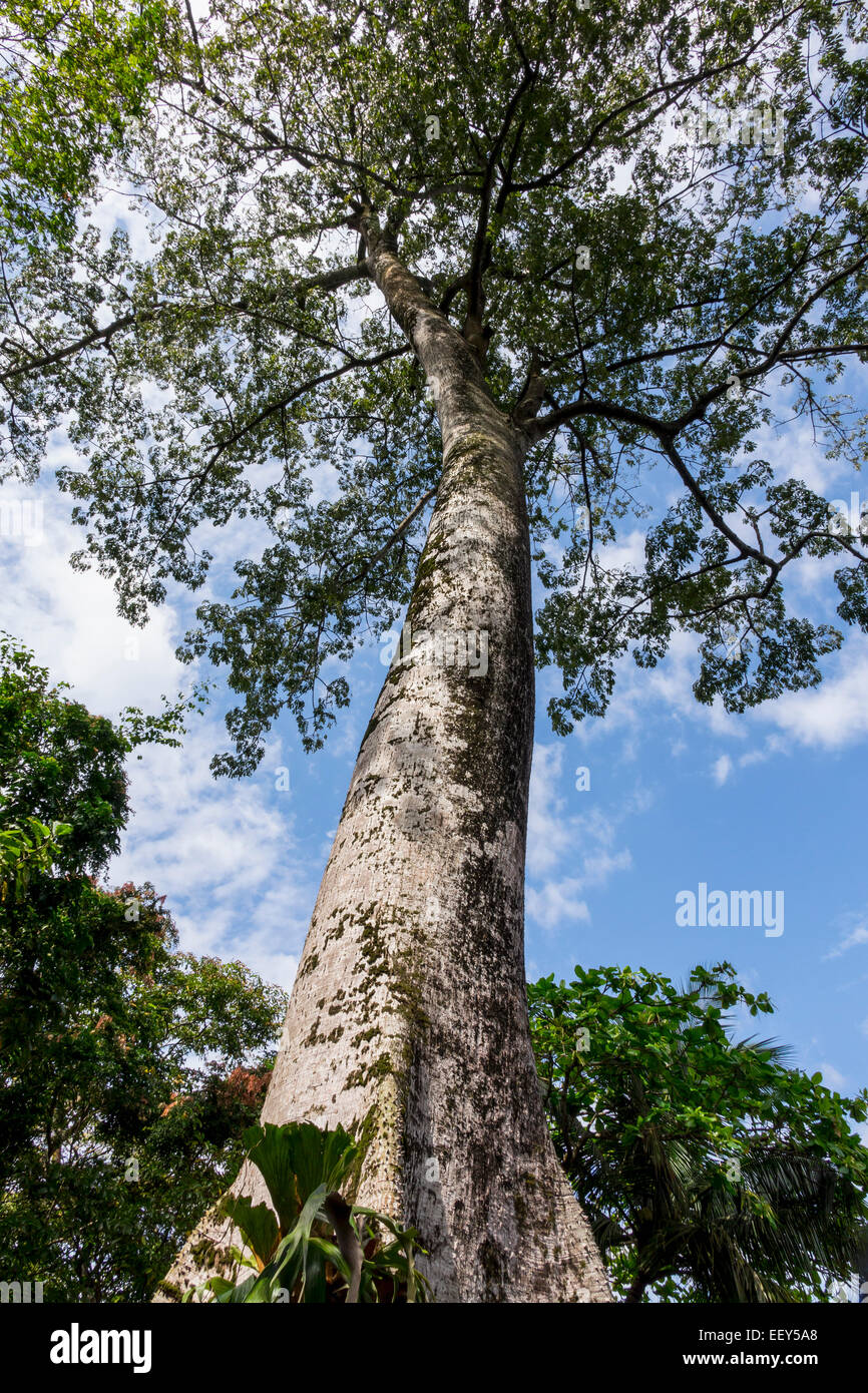 Ceiba tree near Malabo in Equatorial Guinea, Africa Stock Photo