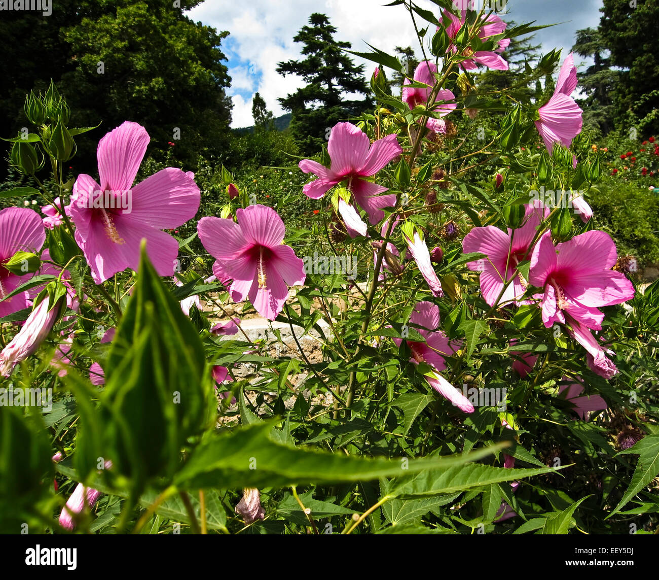 Many big flowers of pink hibuscus (cyrian rose Stock Photo - Alamy