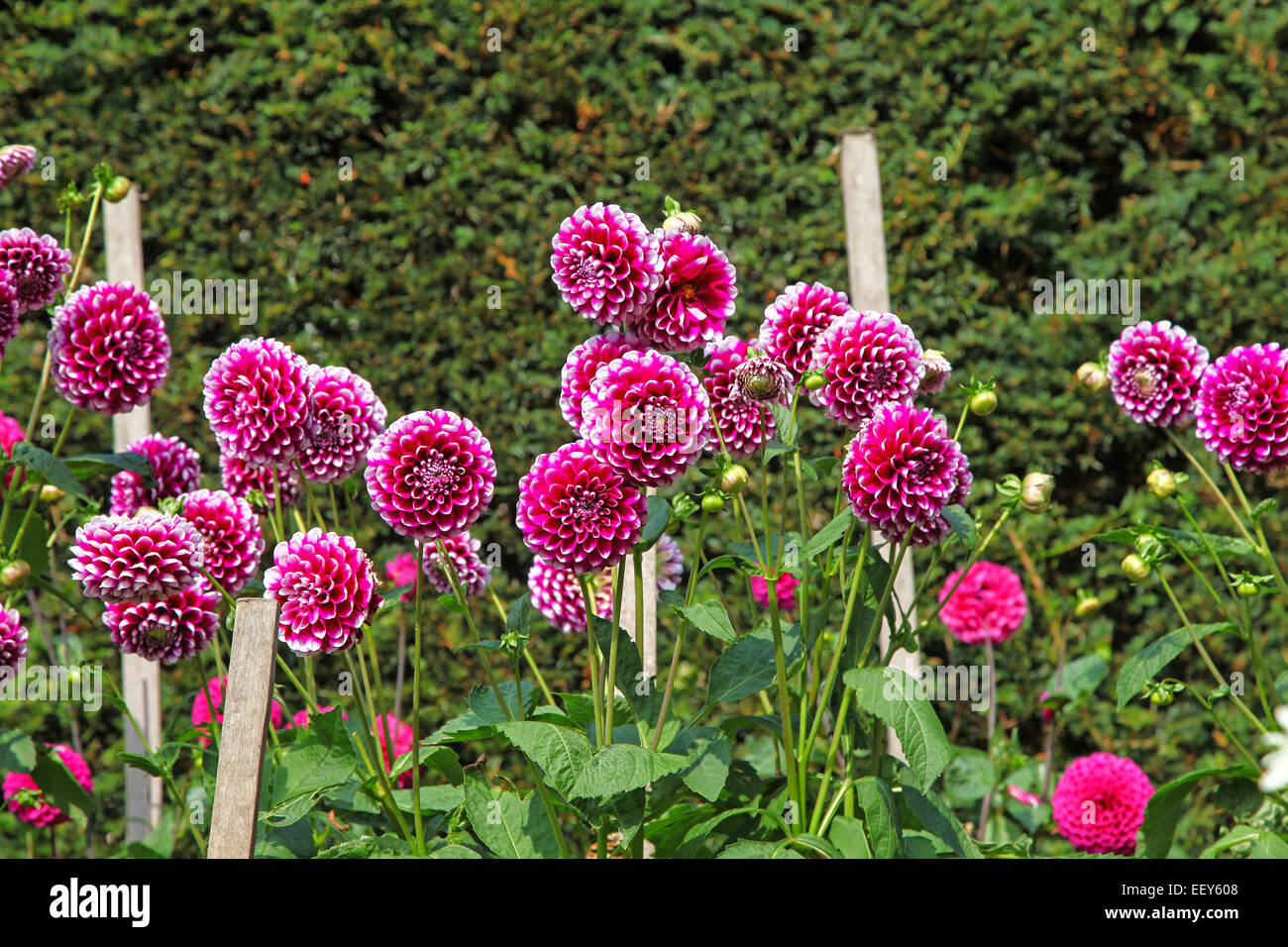 The red purple and white petals of an 'Edinburgh' dahlia flower Stock Photo