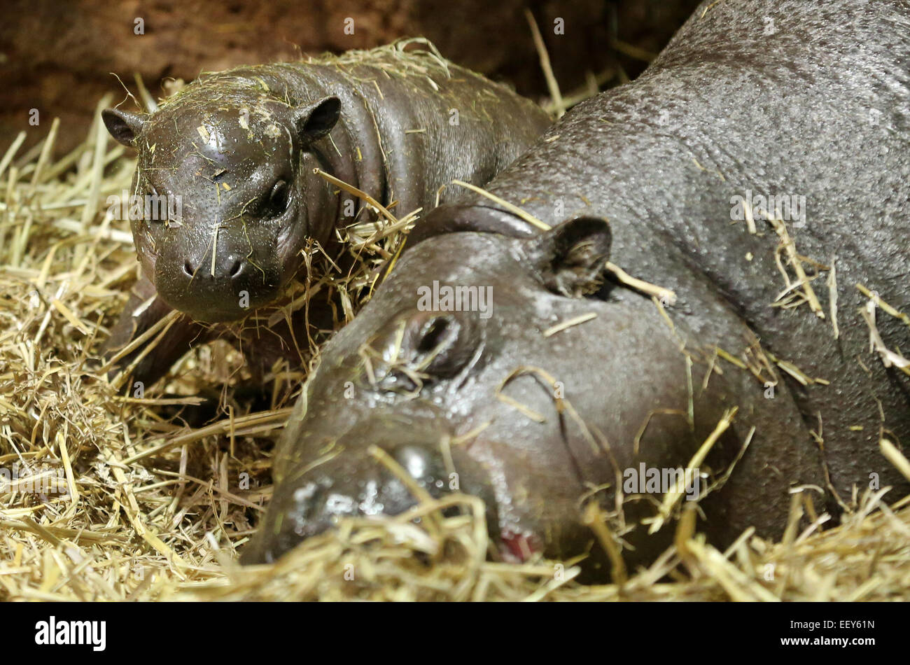 Weigh baby hippopotamus hires stock photography and images Alamy