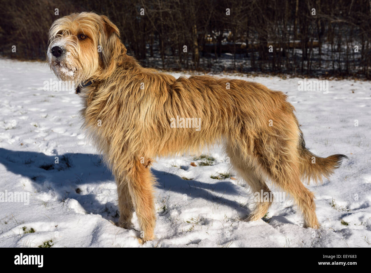 Mixed breed scruffy pet dog standing in a snowy Toronto park in winter Stock Photo