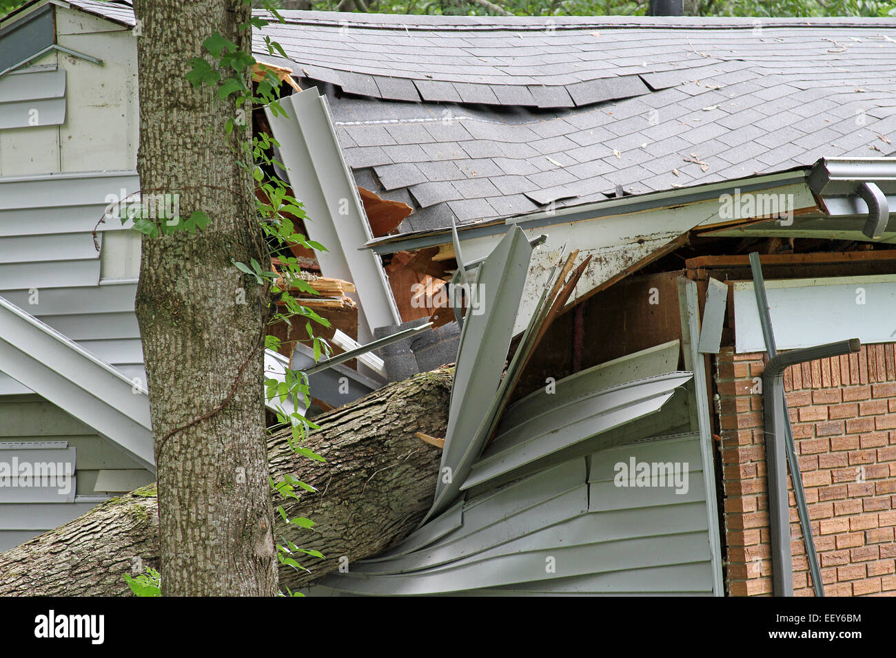 Close up of an oak tree fallen into and totaling a small house
