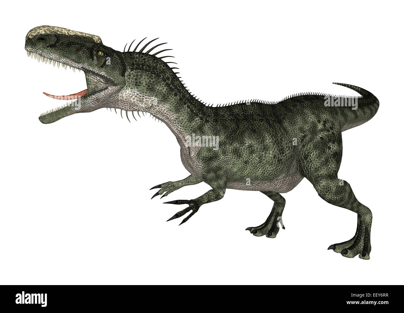 3D digital render of a dinosaur Monolophosaurus isolated on white background Stock Photo