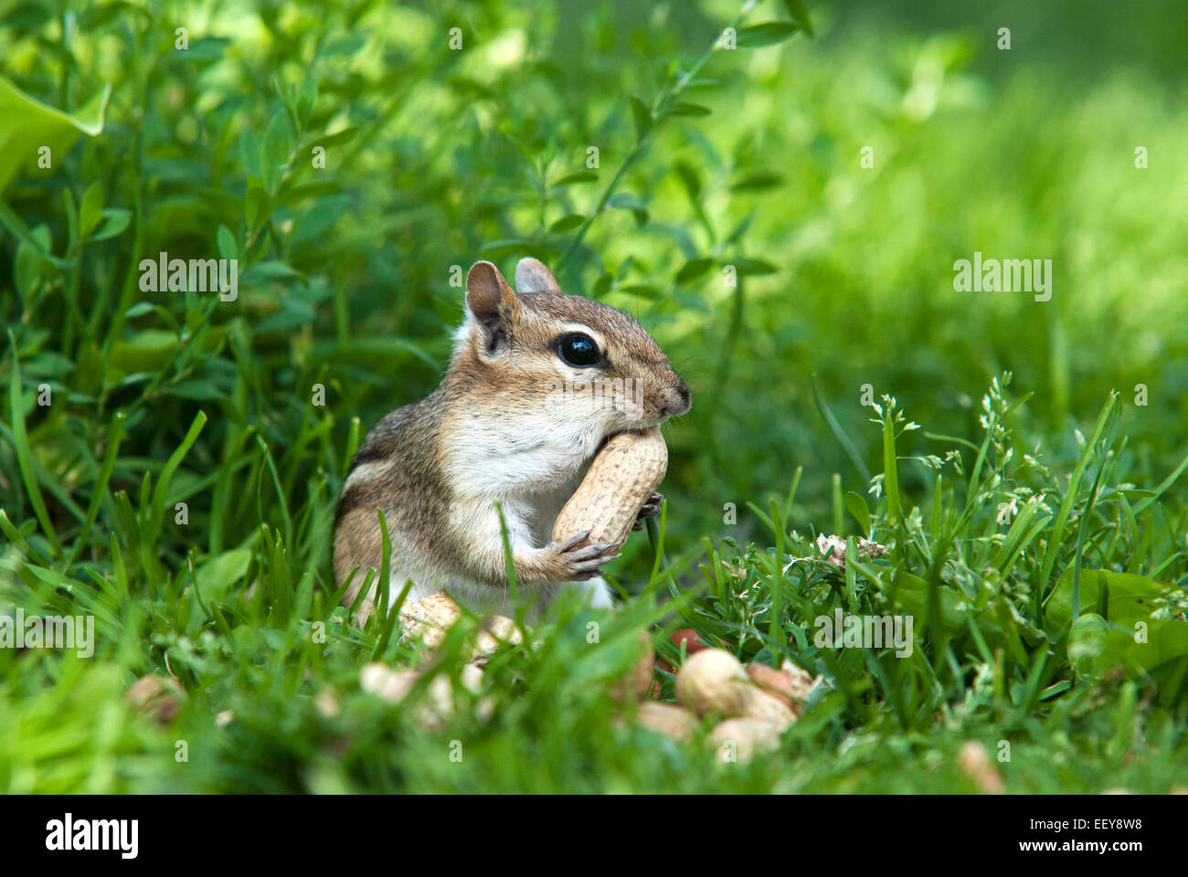 Eastern chipmunk close up in grass eating peanuts. Stock Photo