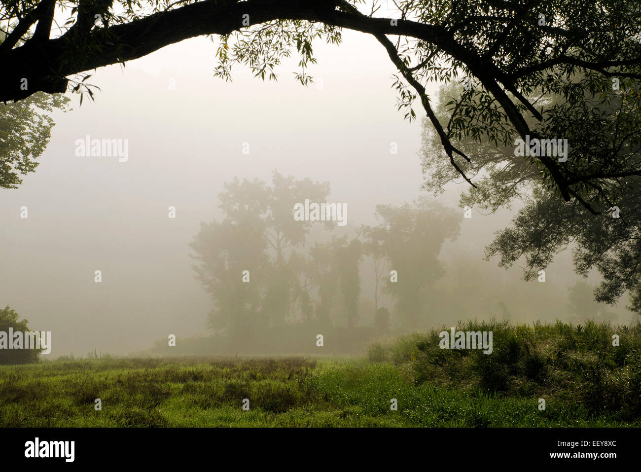 Sunrise landscape tree in fog at state forest in Whitney Point, Broome County Southern Tier Region upstate New York, USA. Stock Photo