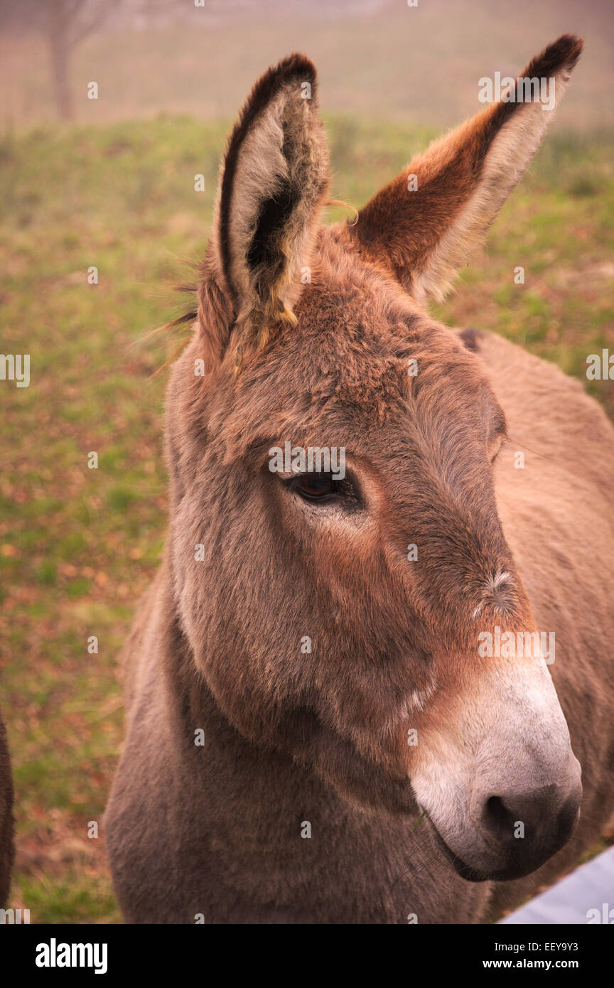 mule donk brown close up beautiful Stock Photo