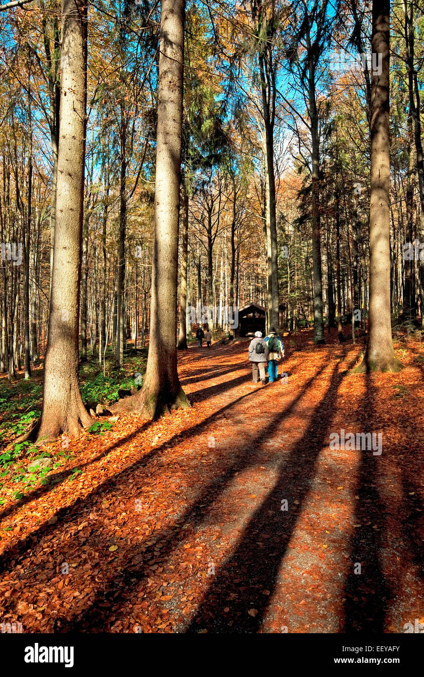 Hiking in Bavarian Forest National Park, Bayerischer Wald, Bavaria