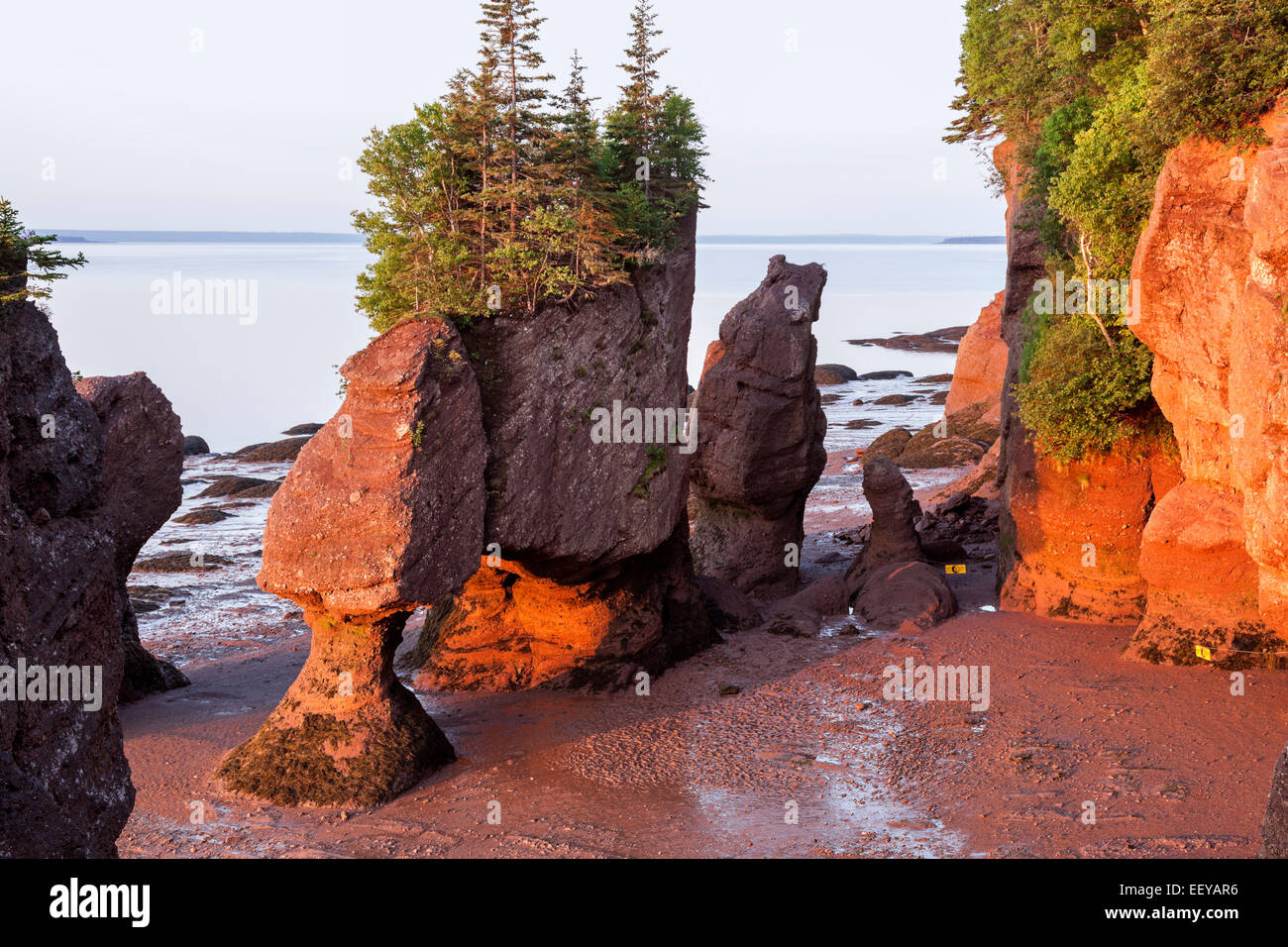 Canada, New Brunswick, Moncton, Hopewell Rocks with trees on top at sunrise Stock Photo