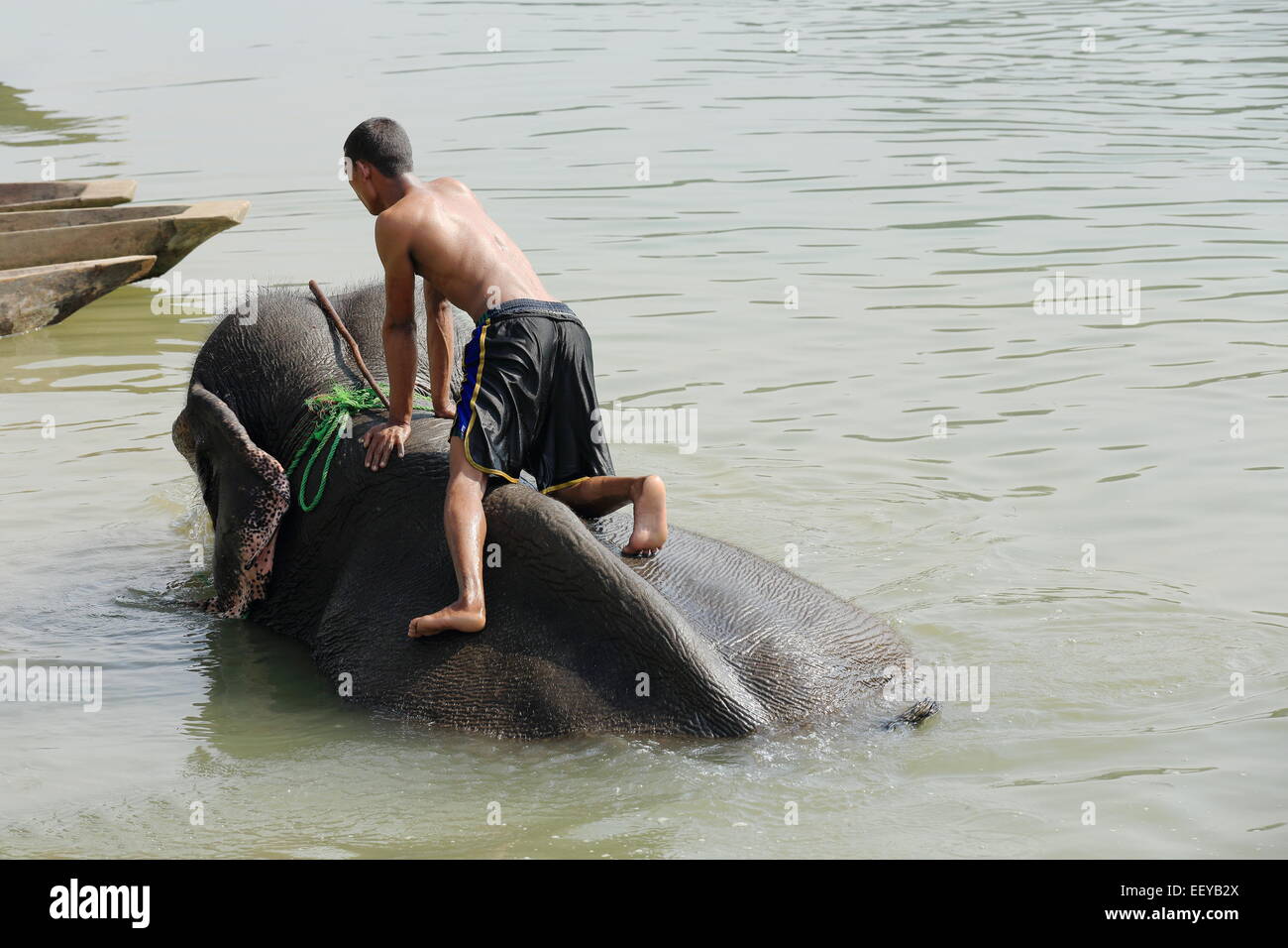 CHITWAN, NEPAL - OCTOBER 14: Indian elephant -elephas maximus indicus- with mahout takes a bath after a work day on safari. Stock Photo