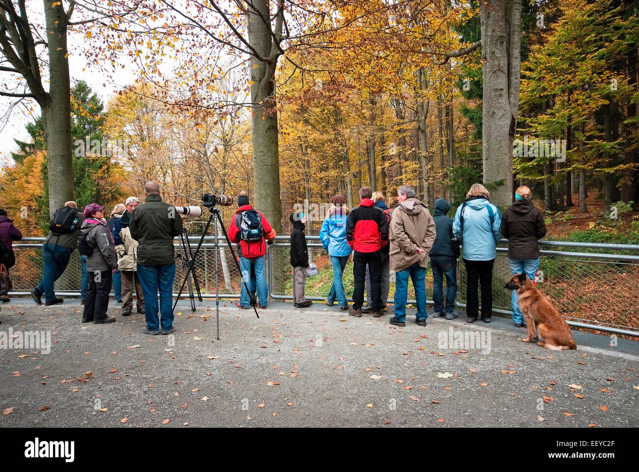 Visitors and nature photographers watching in wolf area, Bavarian Forest National Park,  Bayerischer Wald, Bavaria, Germany Stock Photo