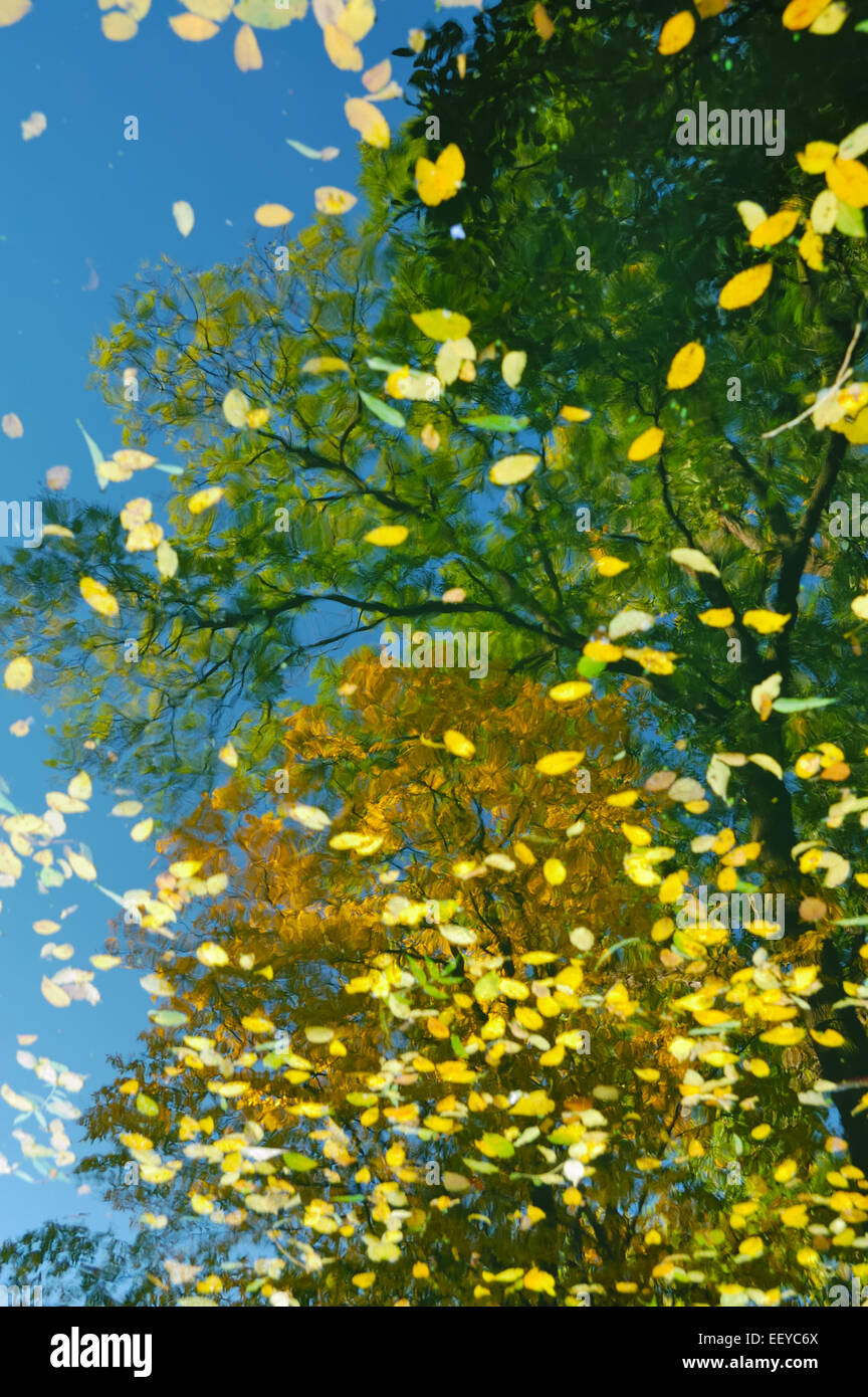 Autumn's green and gold trees reflected in water smooth Stock Photo