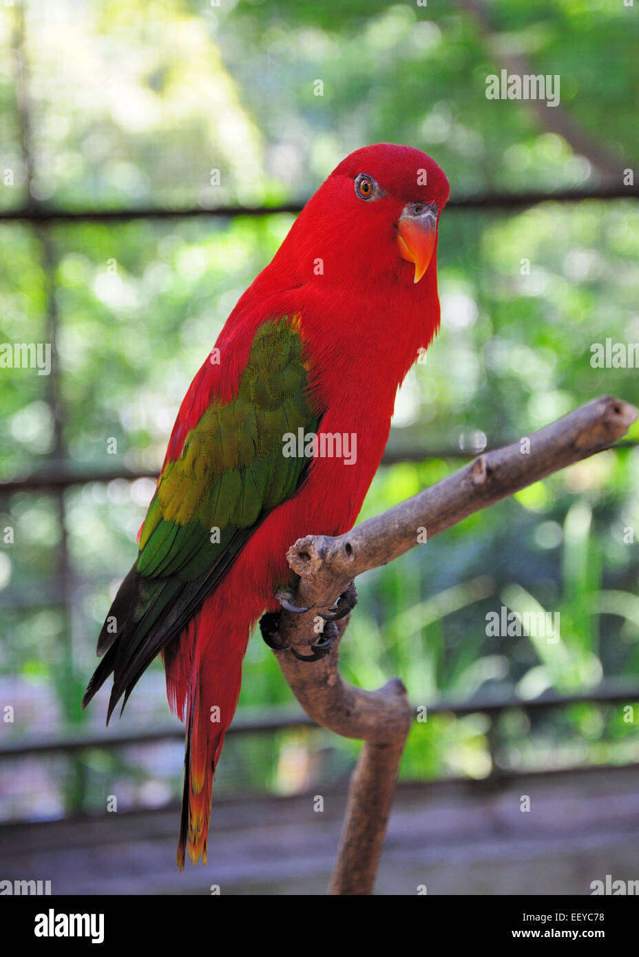 Red and green sale parrot