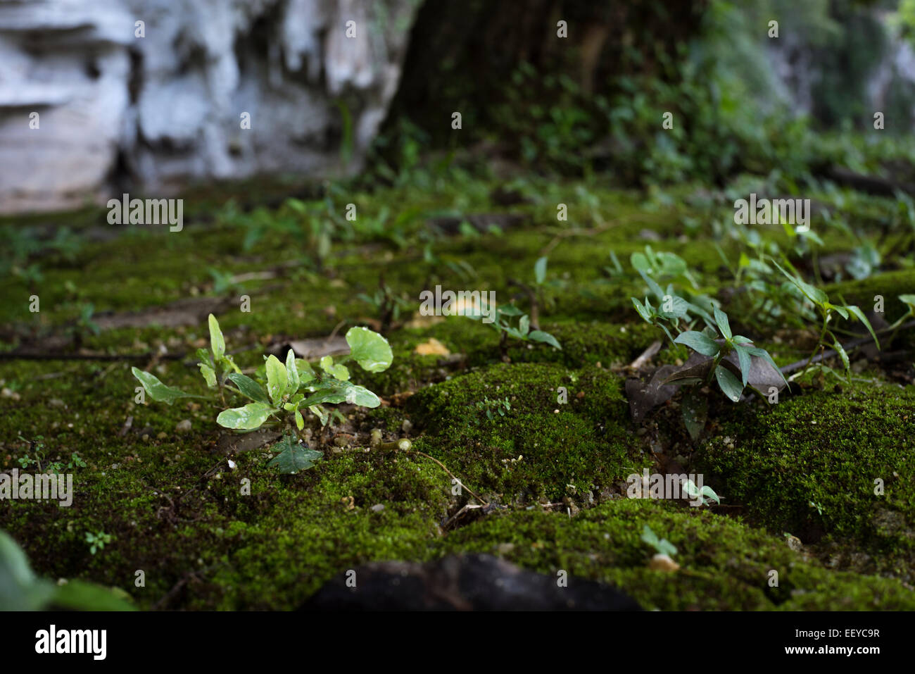 Closeup of Moss habitat under a tree Stock Photo