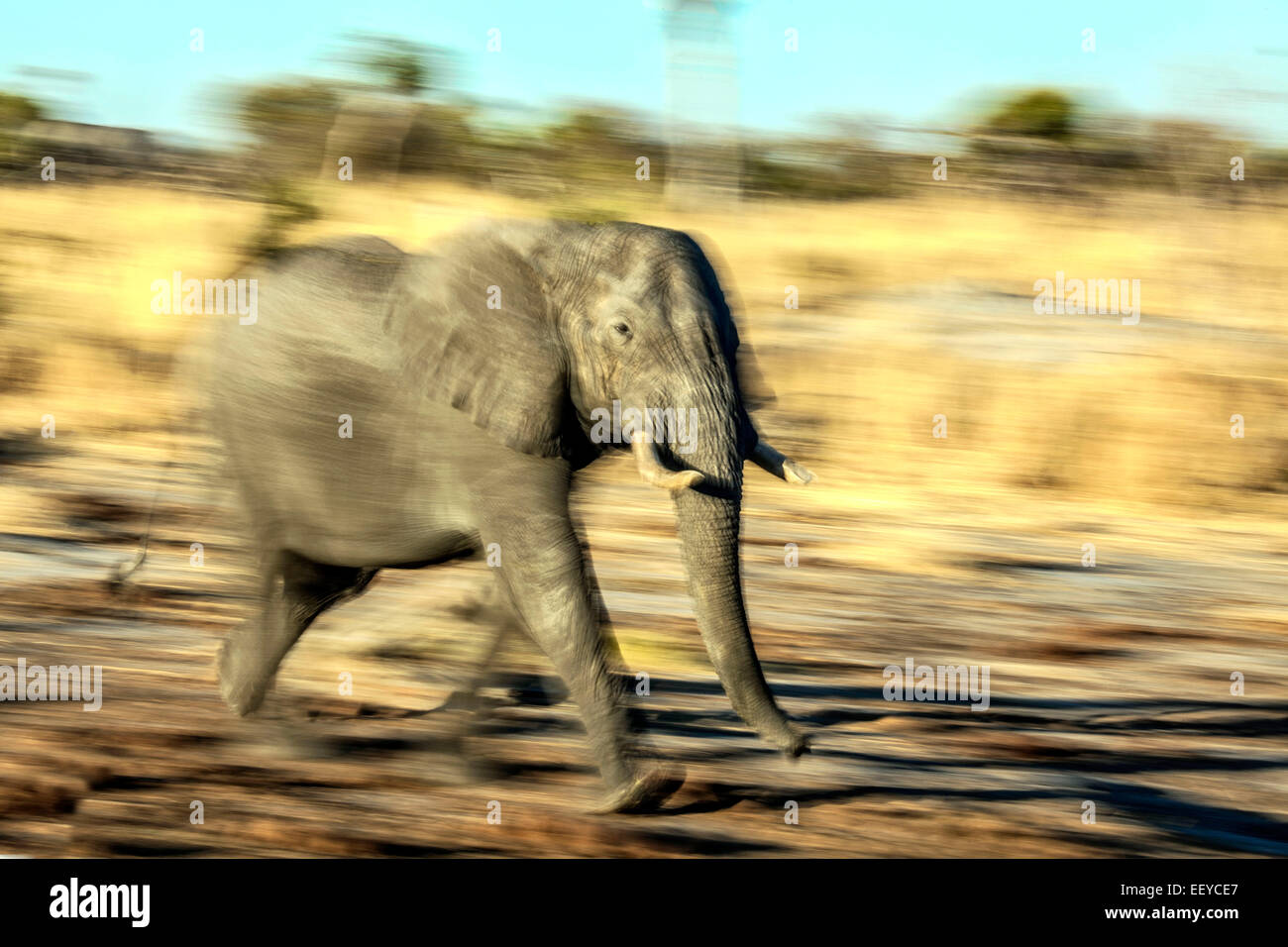 running elephant Stock Photo