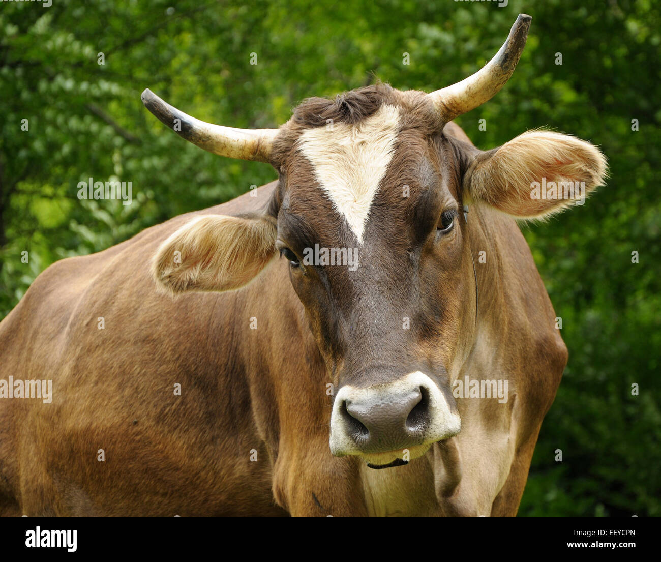 Portrait of Brown cow with long horns Stock Photo