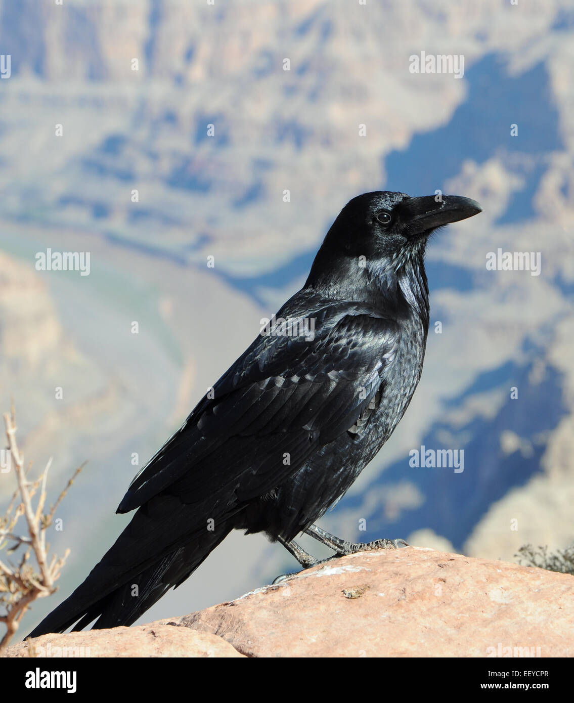 big black crow and mountains background Stock Photo