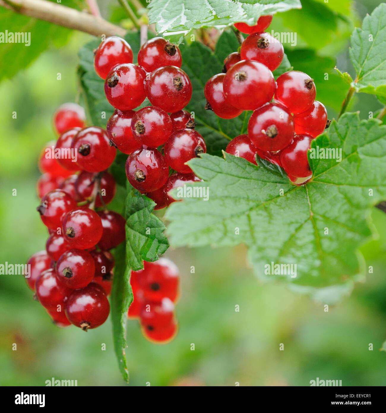 bunch of red currant on the bush Stock Photo