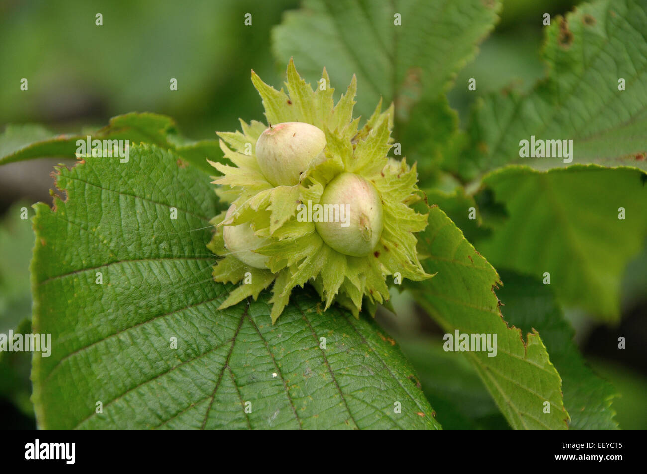 Strong green tree hi-res stock photography and images - Alamy