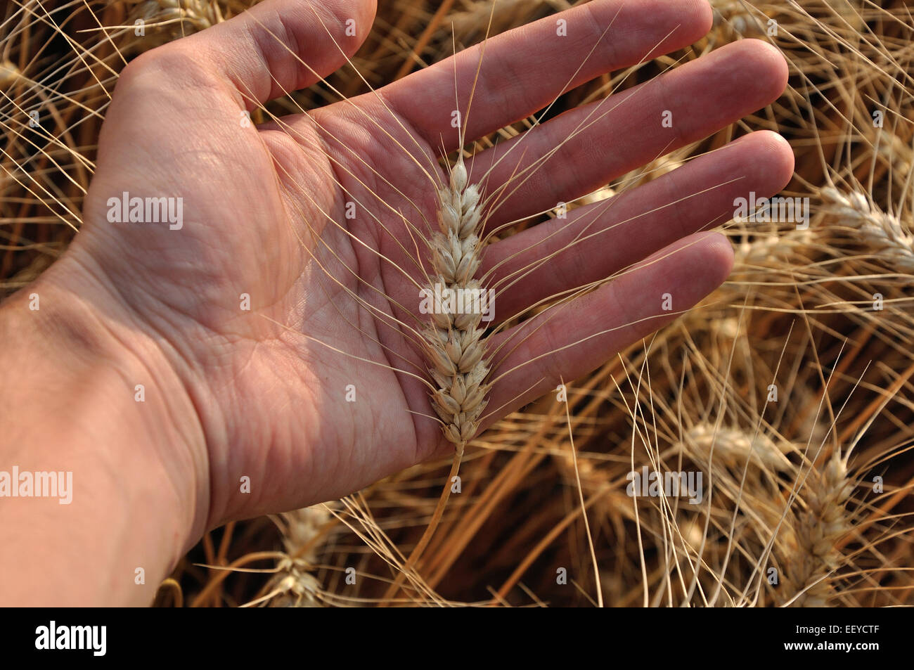 A hand holding ripe wheat Stock Photo