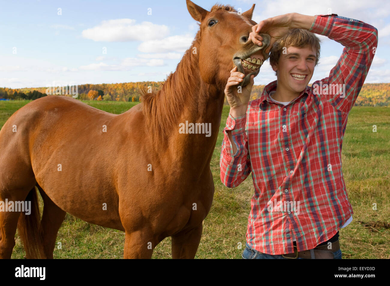 Horse with open mouth hires stock photography and images Alamy