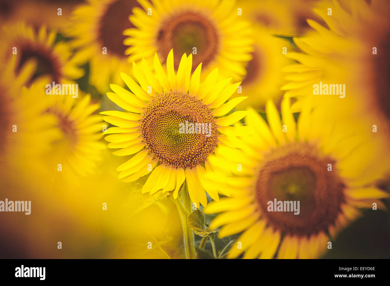 group of yellow sunflowers in field close up Stock Photo - Alamy