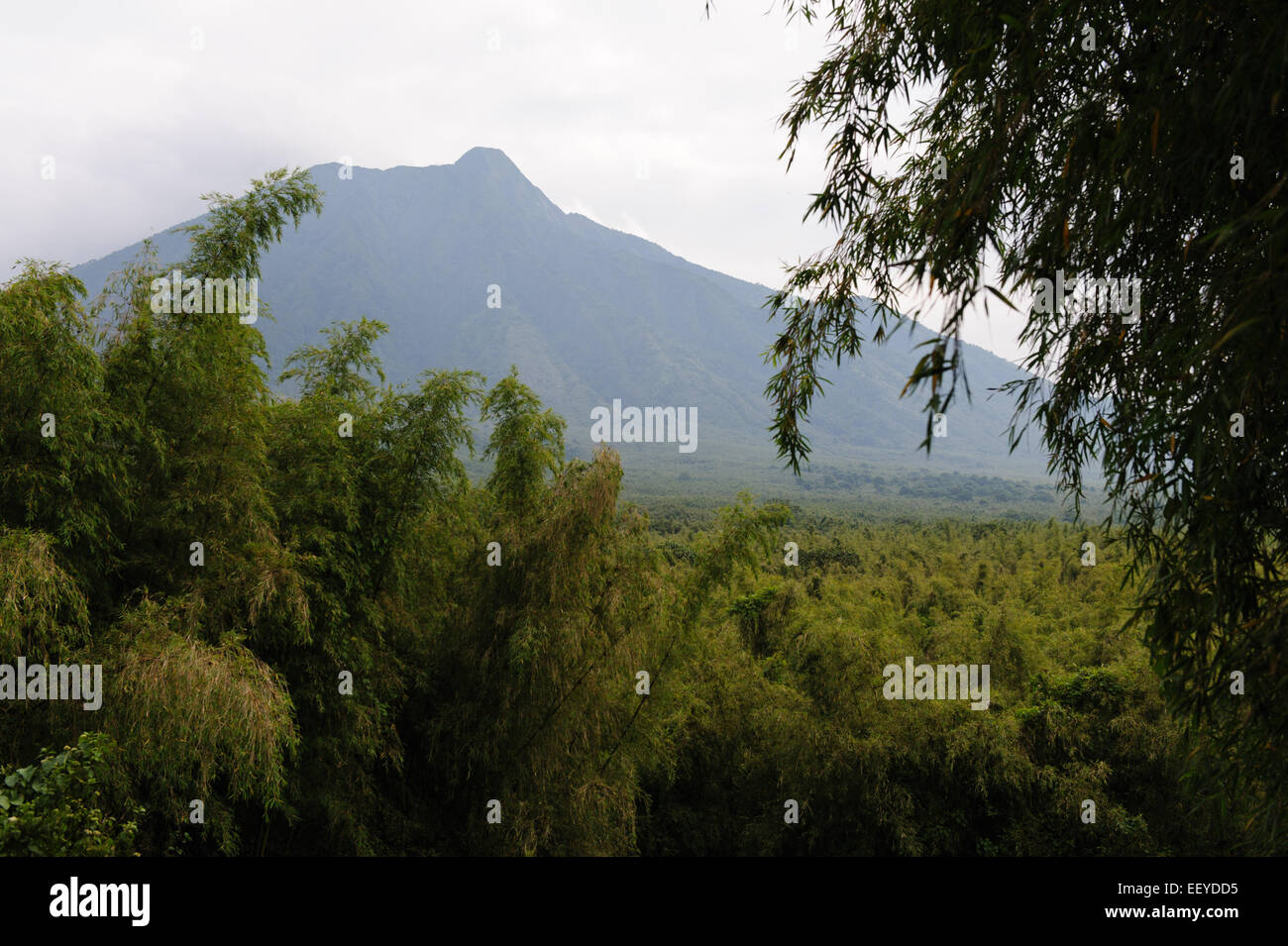 Volcanoes National Park in Kinigi.  Mt. Sabyinyo .Rwanda. Stock Photo