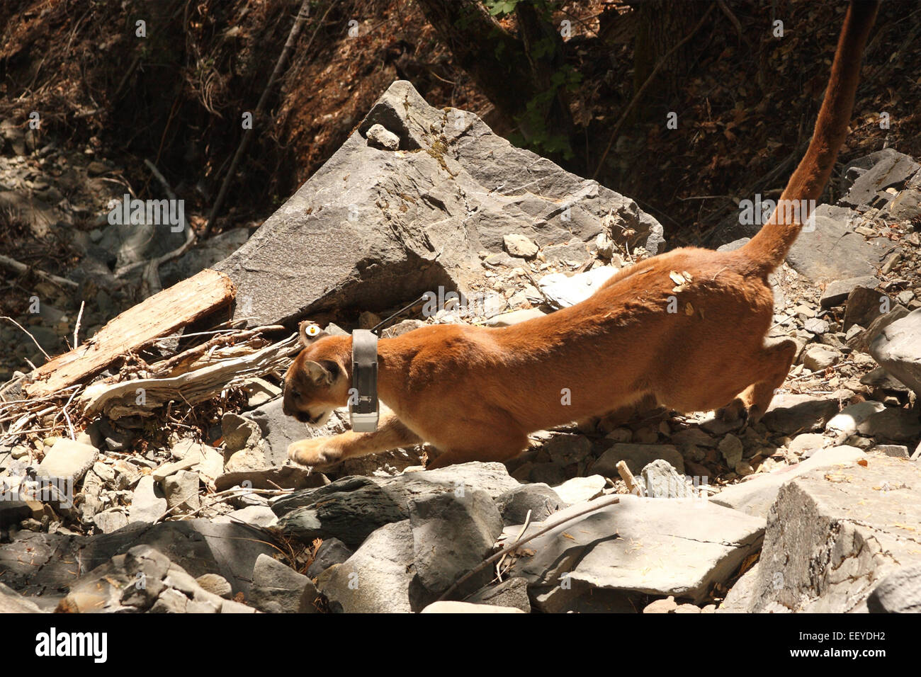 A Mountain Lion (also called Puma or Cougar) wearing a radio-tracking collar and running with her tail up. Stock Photo