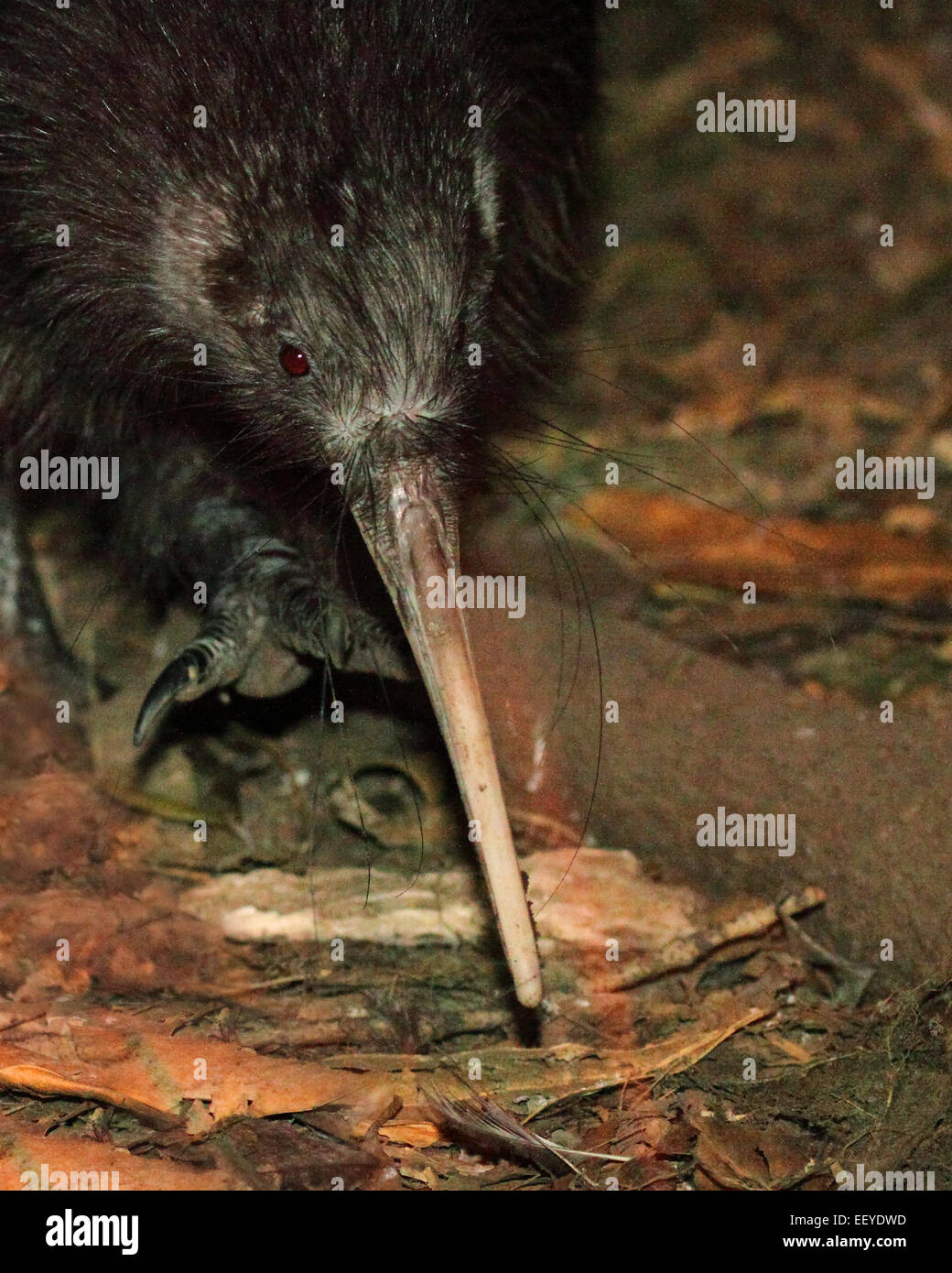 A Kiwi highlighting its large beak while walking. Stock Photo