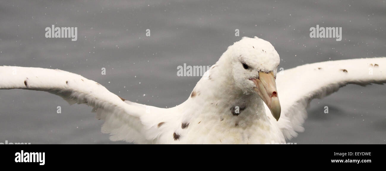 An albino Southern Giant Petrel flapping and splashing. Stock Photo