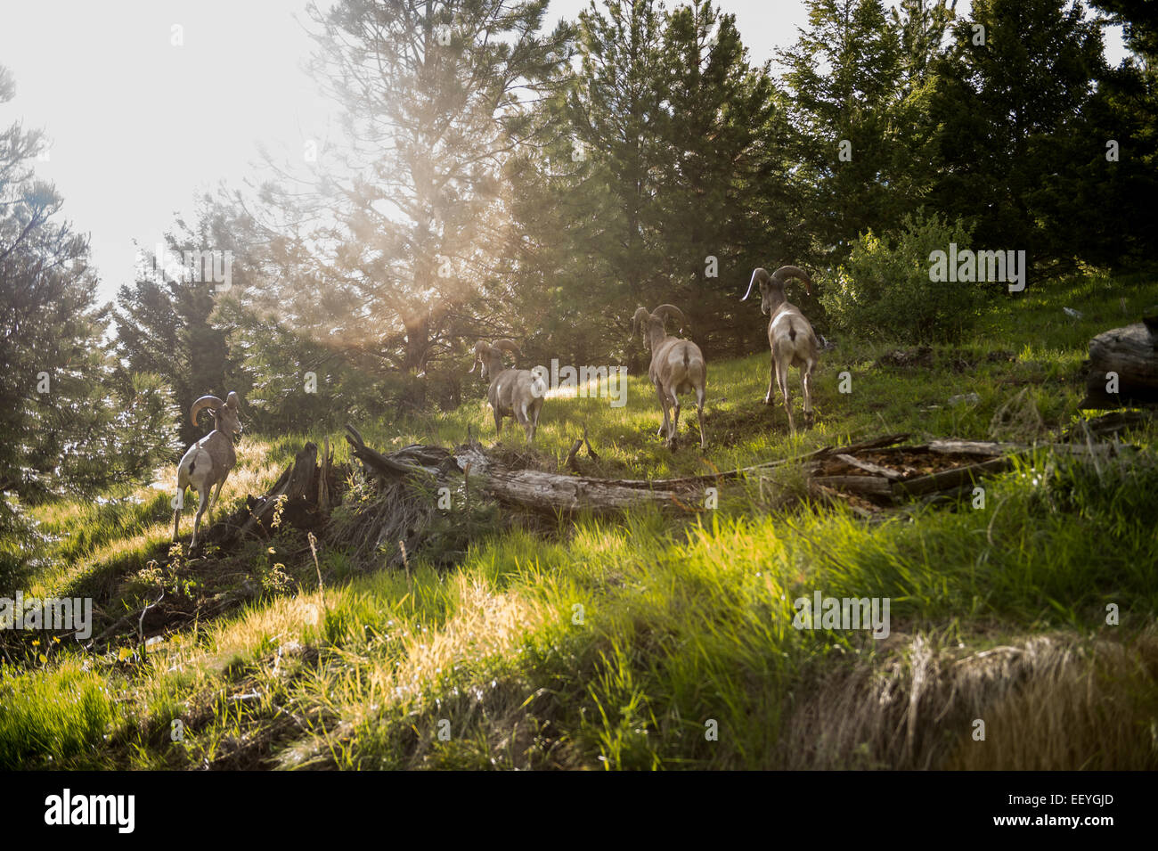 Bighorn sheep graze near the Gird Point Lookout on top of a mountain peak in the Bitterroot National Forest near Hamilton, Montana, June 19, 2014. A 30-inch catwalk surrounding the glass-paneled room offers unobstructed views of the surrounding Sapphire, Bitterroot and Anaconda-Pintler mountain ranges. (Photo by Ami Vitale) Stock Photo