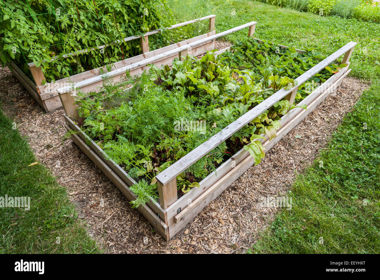 Backyard vegetable garden in wooden raised beds or boxes Stock Photo