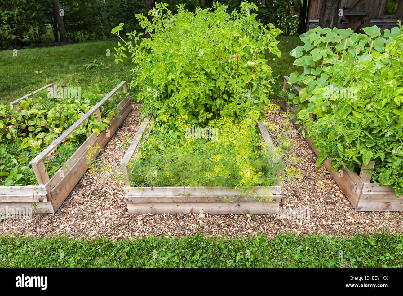 Three raised garden beds growing fresh vegetables in a backyard Stock Photo