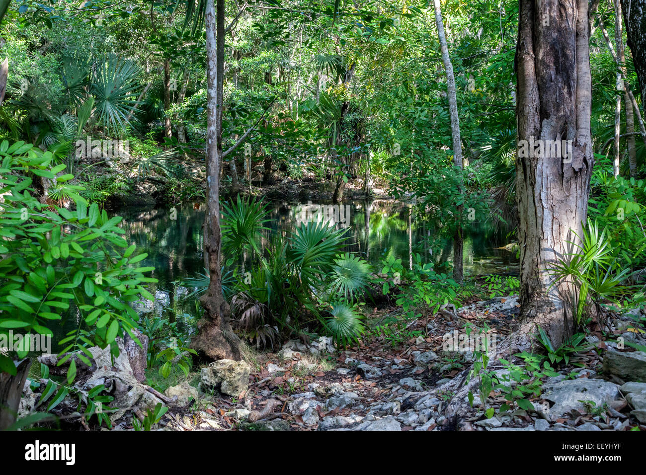 Tropical Vegetation, Chikin Ha Cenote, Playa del Carmen, Riviera Maya, Yucatan, Mexico. Stock Photo