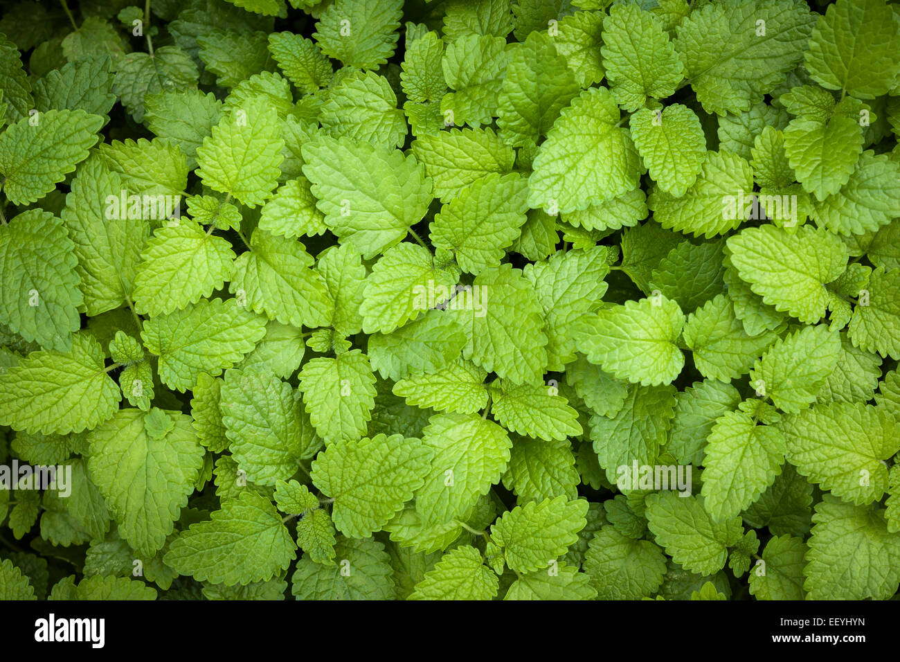 Green lemon balm herb leaves growing in herbal garden from above Stock Photo