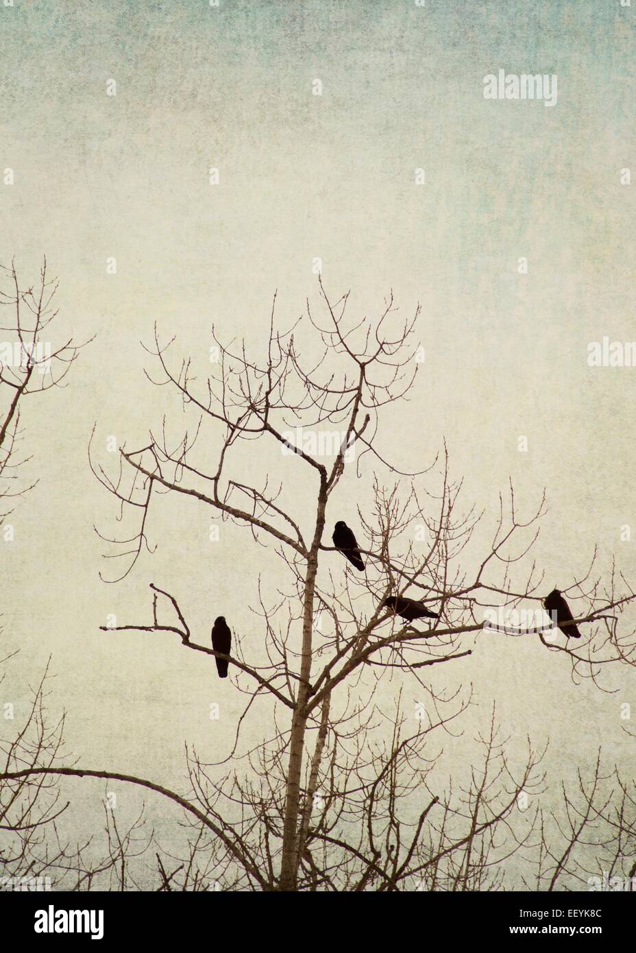 Birds perched in a tree during winter Stock Photo Alamy