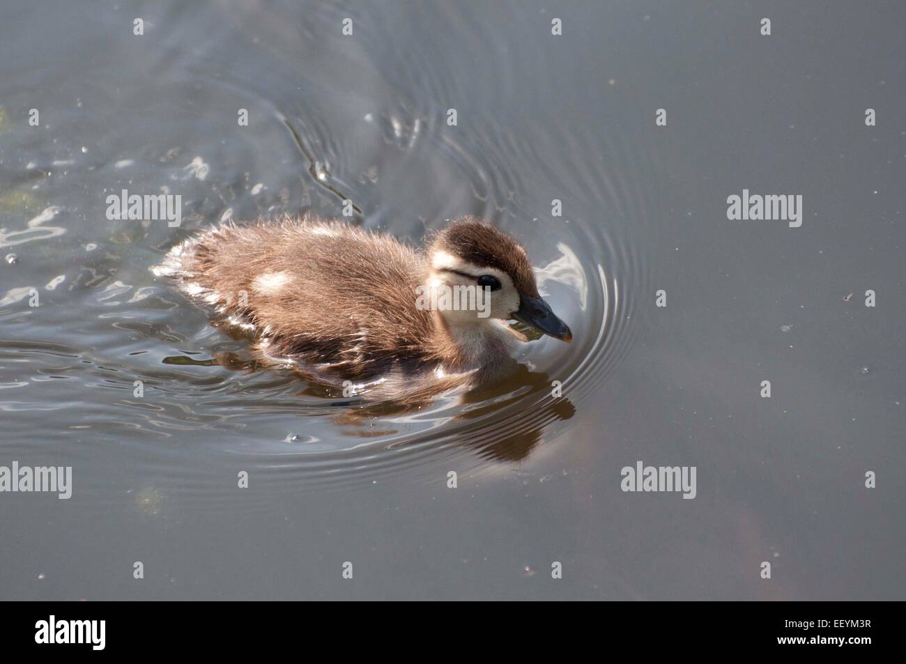 A Mallard Duckling swimming, diving, and nibbling , photographed at ...