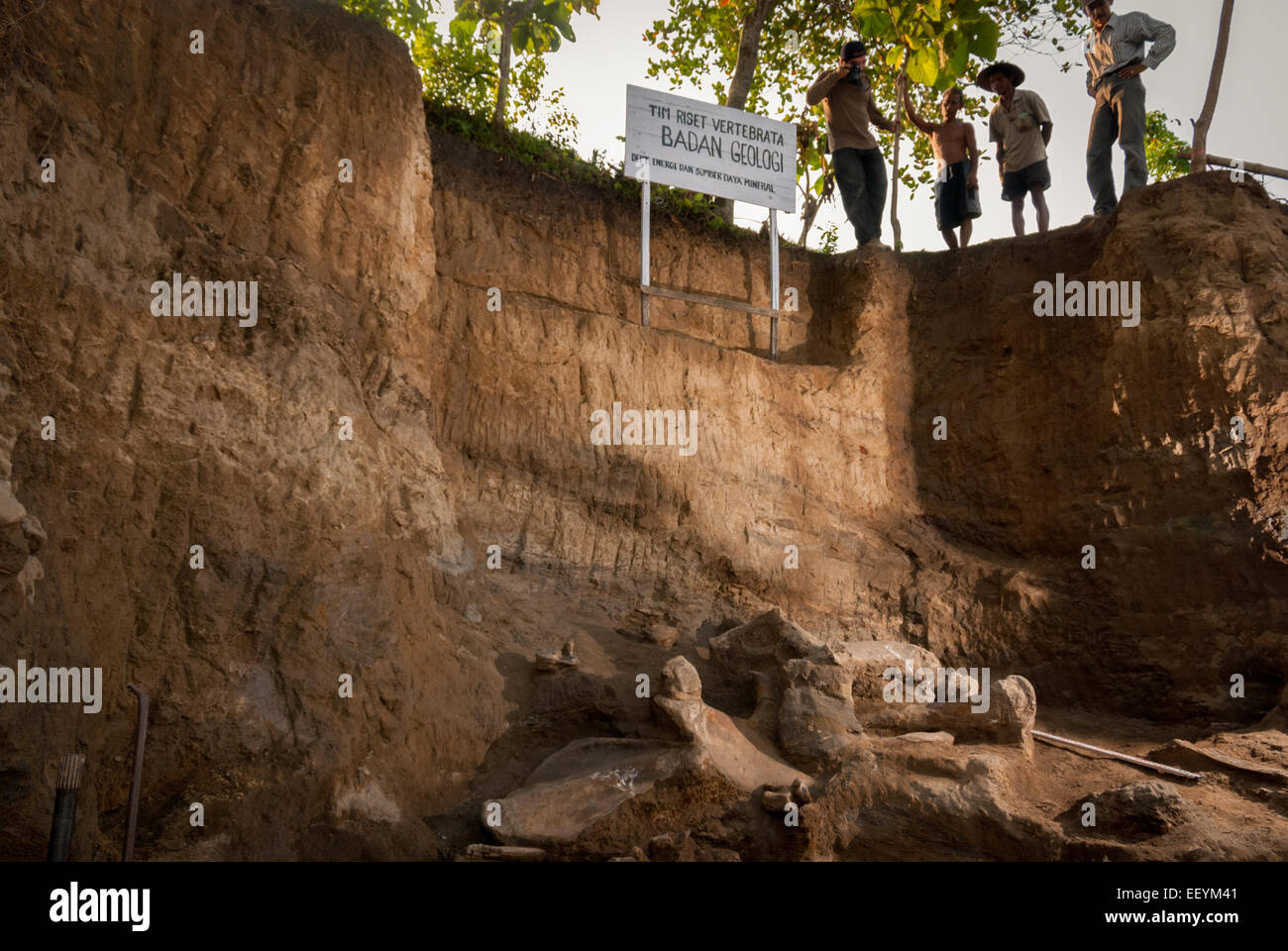 Excavation site of Elephas hysudrindicus ancient elephant fossils in Blora, Central Java. Stock Photo