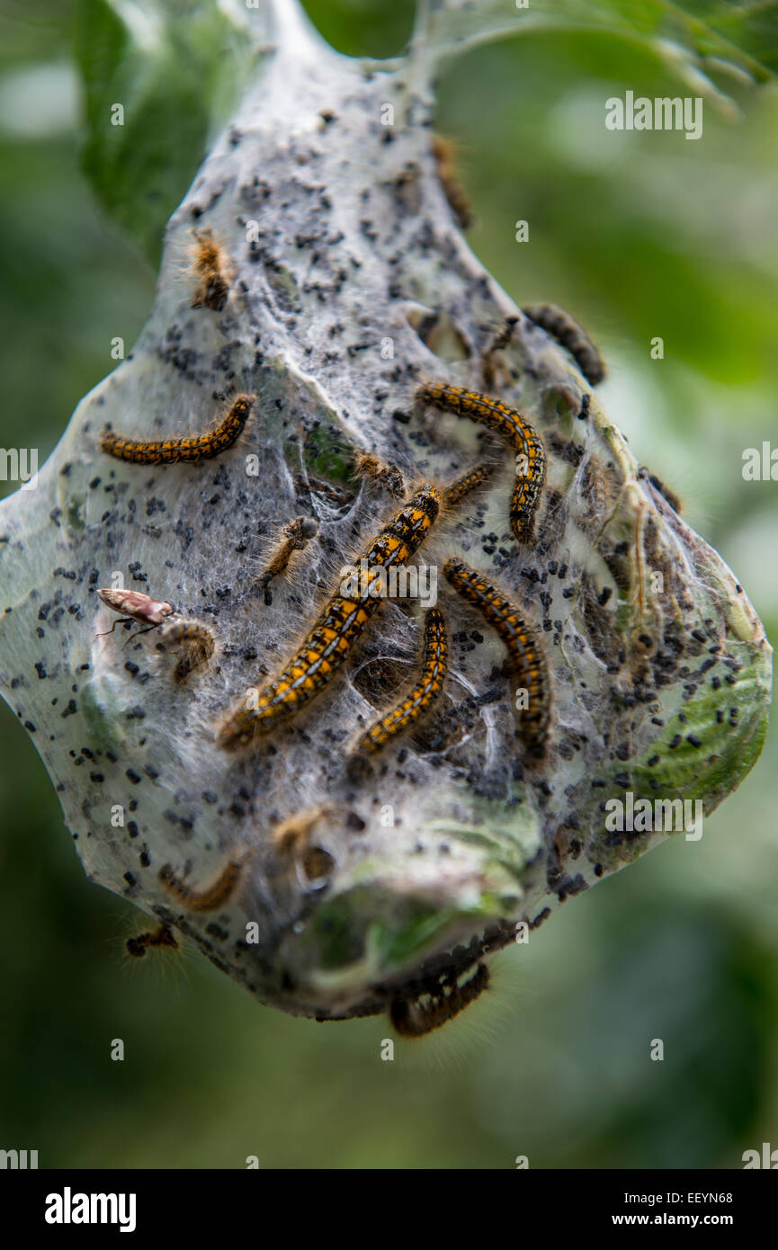 Caterpillars form a nest on a tree, deep in the forest near Glacier National Park, Montana