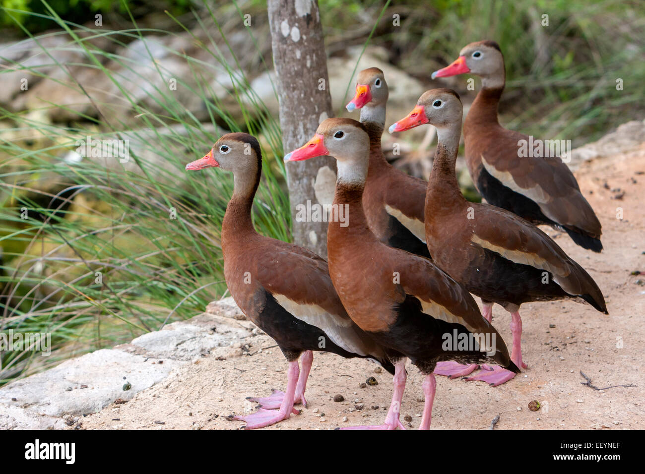 Black-bellied whistling duck, Dendrocygna autumnalis.  Xel Ha Ecological Park, Riviera Maya, Yucatan, Mexico. Stock Photo