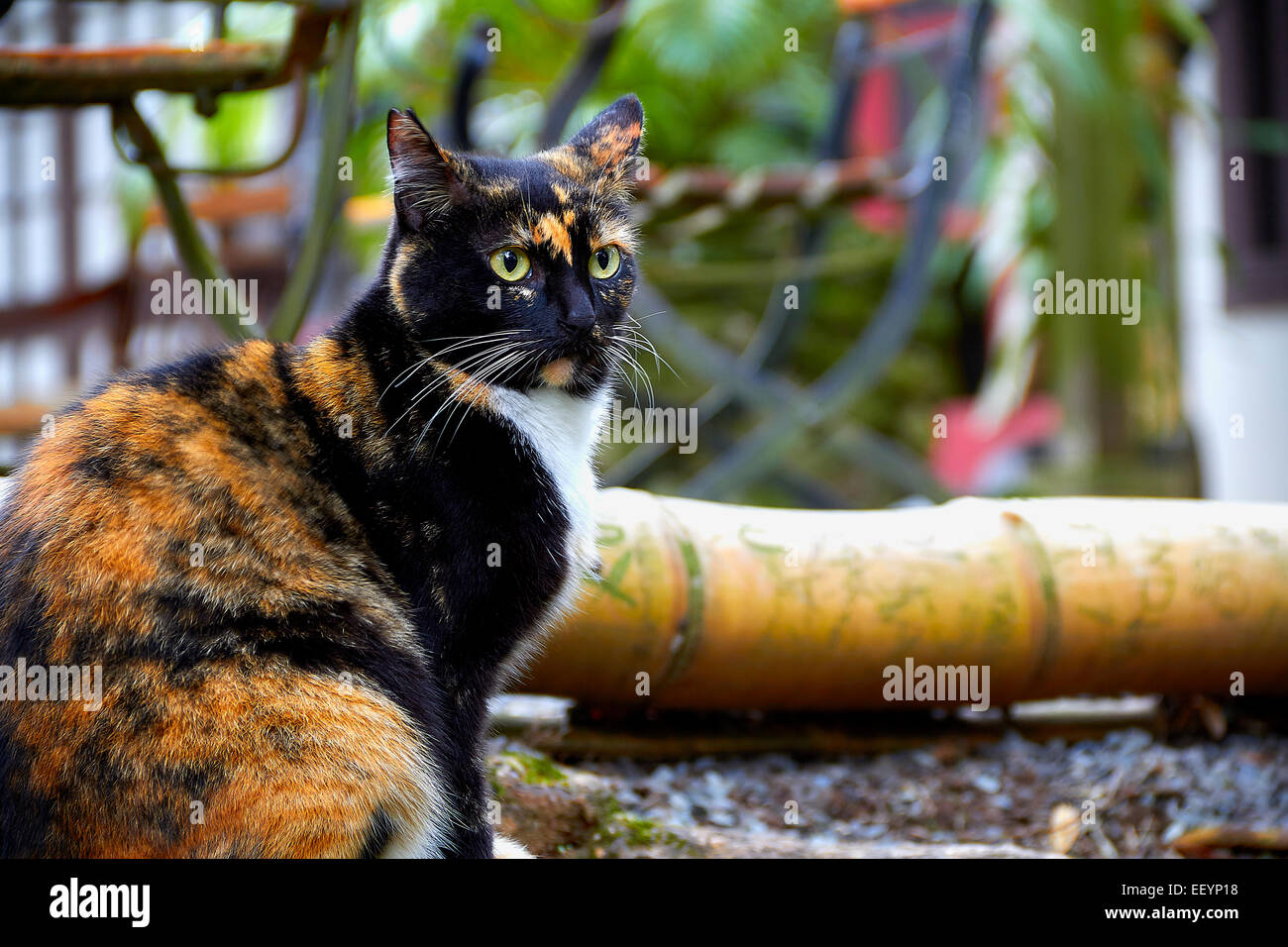 Feral cat sitting in front of fallen bamboo Stock Photo