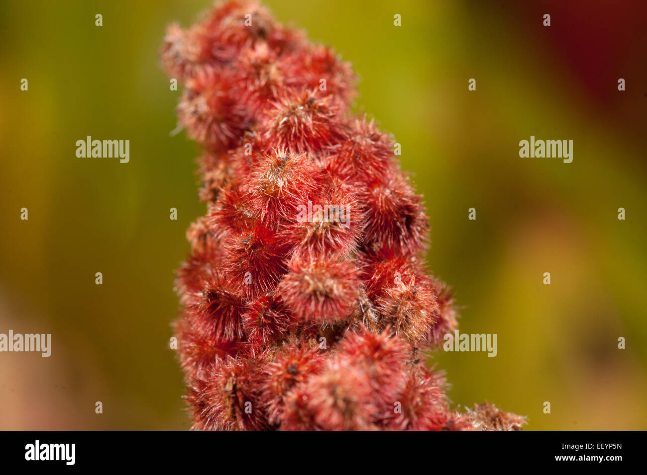 Macro  flower small blurry background Stock Photo