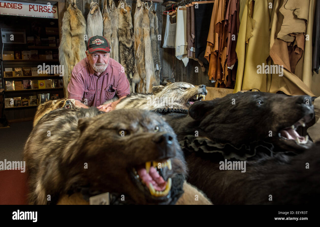 Montana Fur Trading owner Alan Gilham stands inside his shop in Martin City, Montana. The store holds not just taxidermy but recent history of Montana when fur traders and guides of the older days led the seeker of gold to Bannack and Virginia cities, to Helena and the Hell Gate regions of  western Montana. (Photo by Ami Vitale) Stock Photo