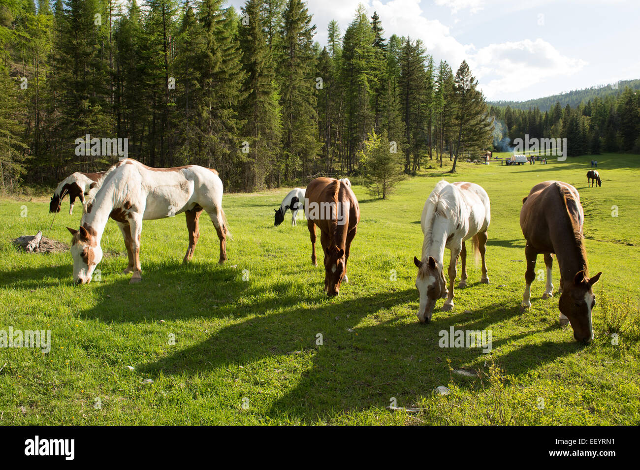 Horses graze at the Artemis Acres Guest Ranch in Kalispell, Montana