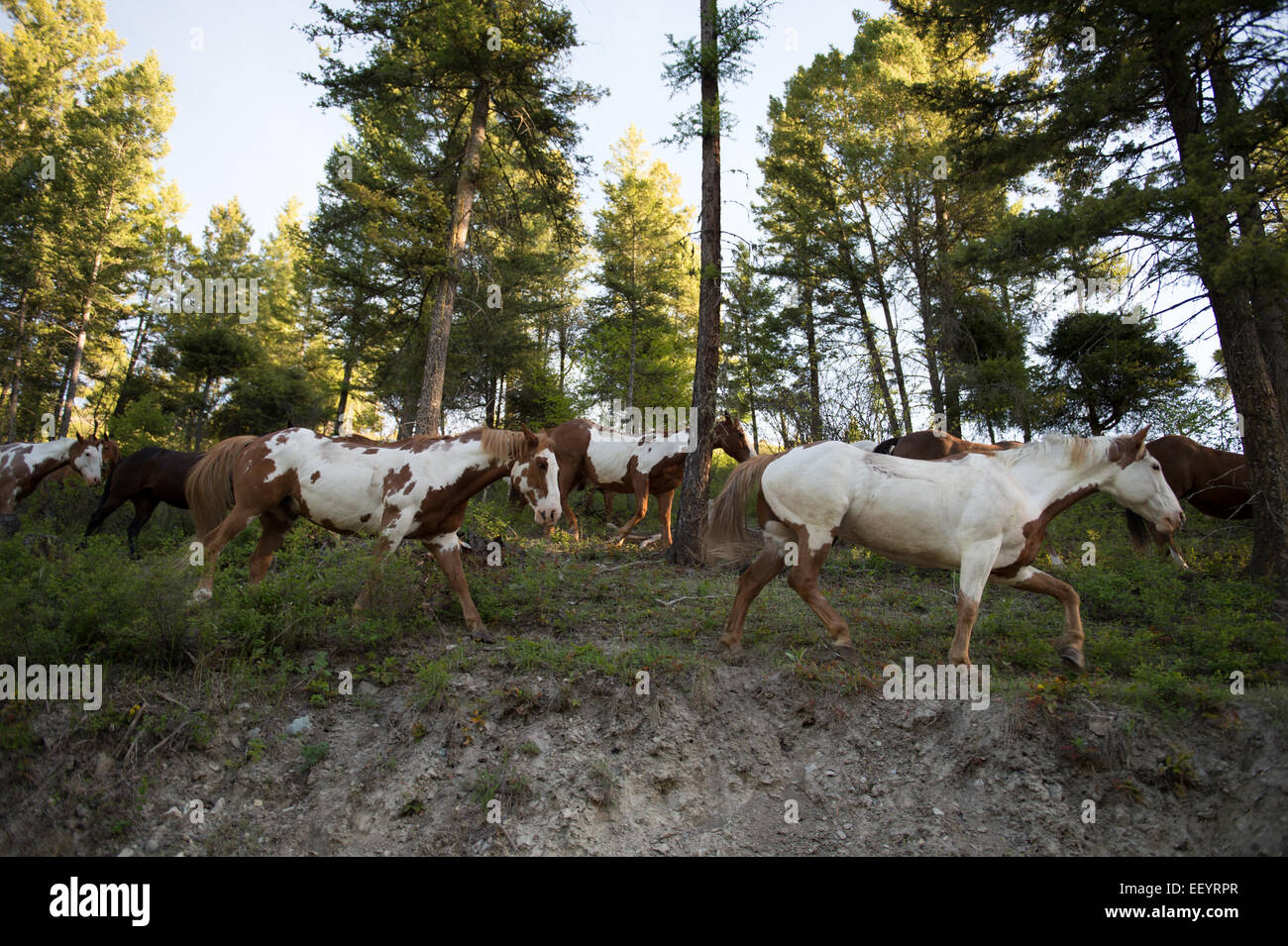 Horses at the Artemis Acres Guest Ranch in Kalispell, Montana just