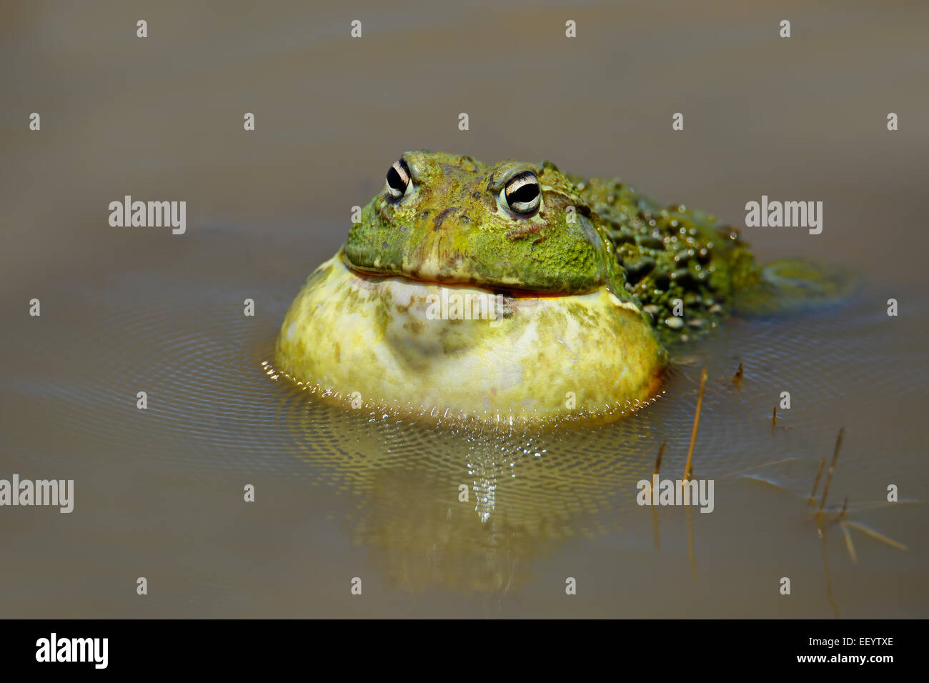 Male African giant bullfrog (Pyxicephalus adspersus) calling, South Africa Stock Photo