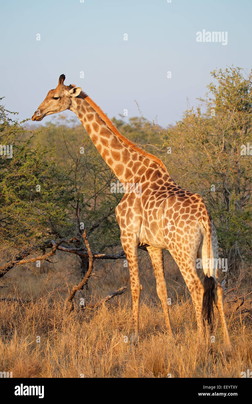 A giraffe (Giraffa camelopardalis) in natural habitat, South Africa Stock Photo